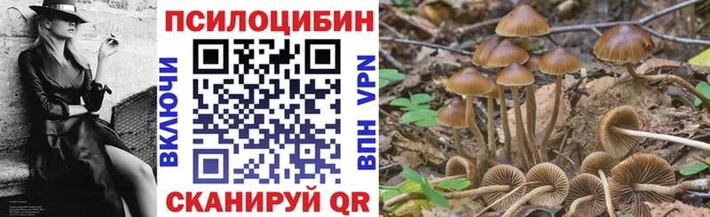 где найти   Беломорск  darknet наркотические препараты  Галлюциногенные грибы Psilocybe 